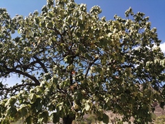 Quercus resinosa