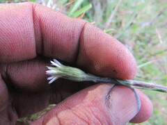 Noticastrum marginatum