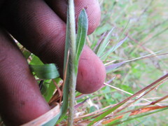Noticastrum marginatum