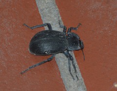 Stenomorpha tenuicollis