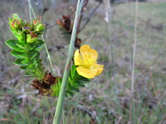 Hypericum mexicanum