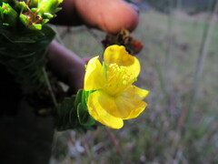 Hypericum mexicanum