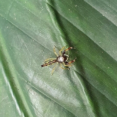 Indopadilla vimedaba