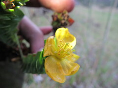 Hypericum mexicanum