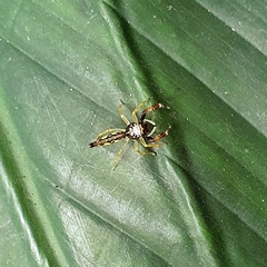 Indopadilla vimedaba