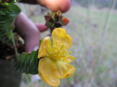 Hypericum mexicanum
