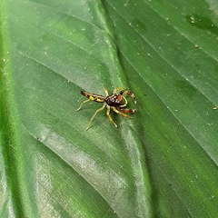 Indopadilla vimedaba