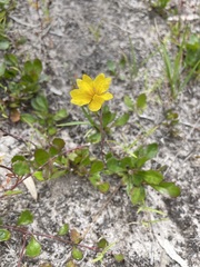 Goodenia lanata