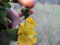 Hypericum mexicanum