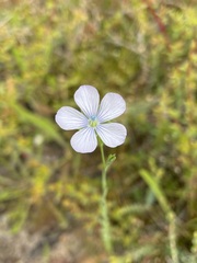 Linum marginale