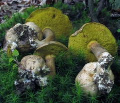 Pseudoboletus parasiticus