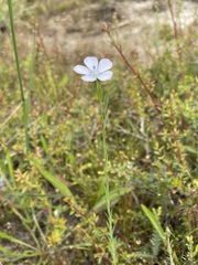 Linum marginale