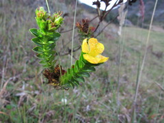 Hypericum mexicanum