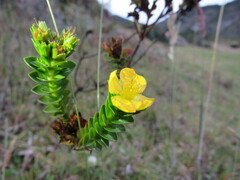 Hypericum mexicanum