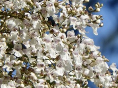 Prostanthera lasianthos