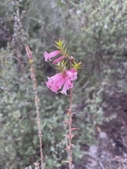Epacris