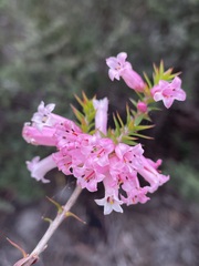 Epacris