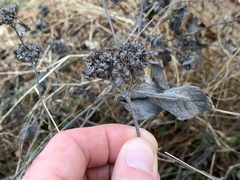 Pycnanthemum incanum