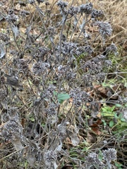 Pycnanthemum incanum