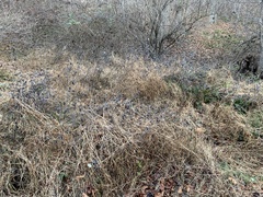 Pycnanthemum incanum