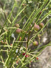 Leptomeria