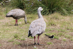 Cereopsis novaehollandiae