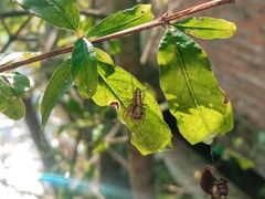 Cytaea