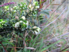 Baccharis tricuneata