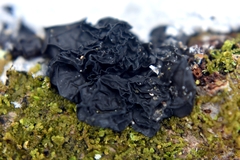 Collema subflaccidum