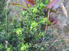 Baccharis tricuneata