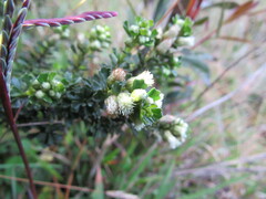Baccharis tricuneata