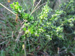 Baccharis tricuneata