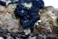 Collema subflaccidum