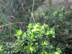 Baccharis tricuneata