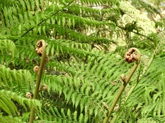 Cyathea australis