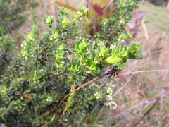 Baccharis tricuneata
