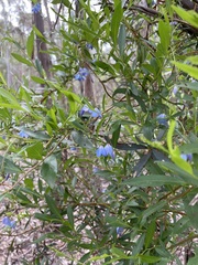 Billardiera heterophylla