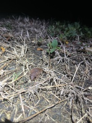 Eleutherodactylus coqui