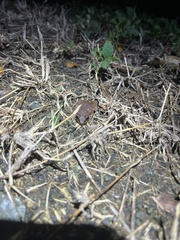 Eleutherodactylus coqui