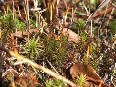 Polytrichum perigoniale