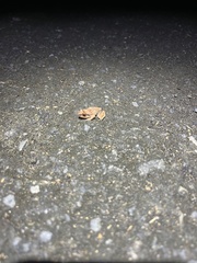 Eleutherodactylus antillensis