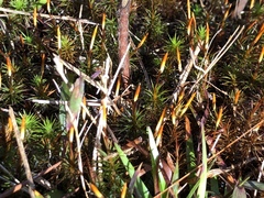 Polytrichum perigoniale