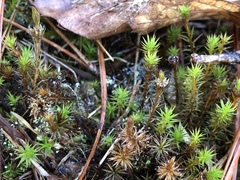 Polytrichum perigoniale