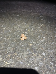 Eleutherodactylus antillensis