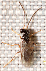 Dryinidae