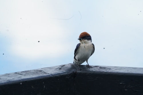 Wire-tailed Swallow
