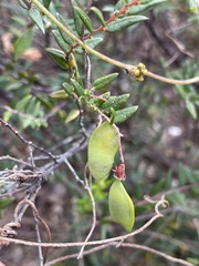 Bossiaea cinerea