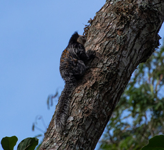Callithrix geoffroyi