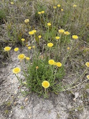 Coronidium scorpioides