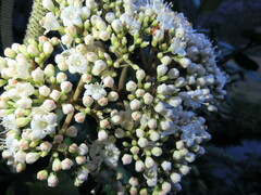 Viburnum triphyllum